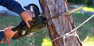  Fanwood, NJ Tree Removal Services Pros