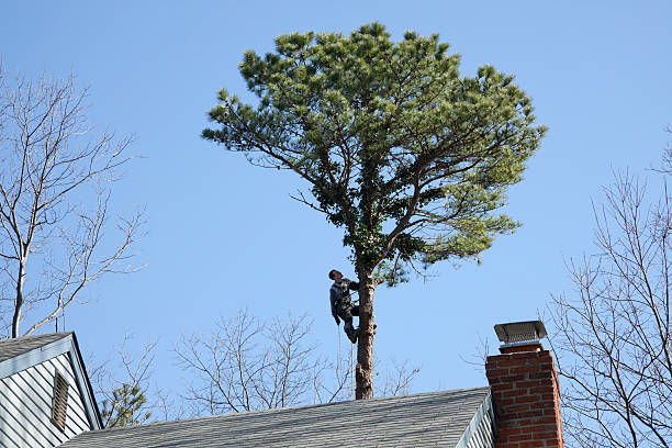 Tree and Shrub Care in Fanwood, NJ